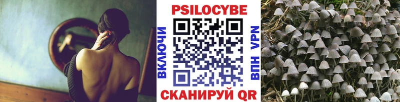 Псилоцибиновые грибы Psilocybe  Новая Ладога 